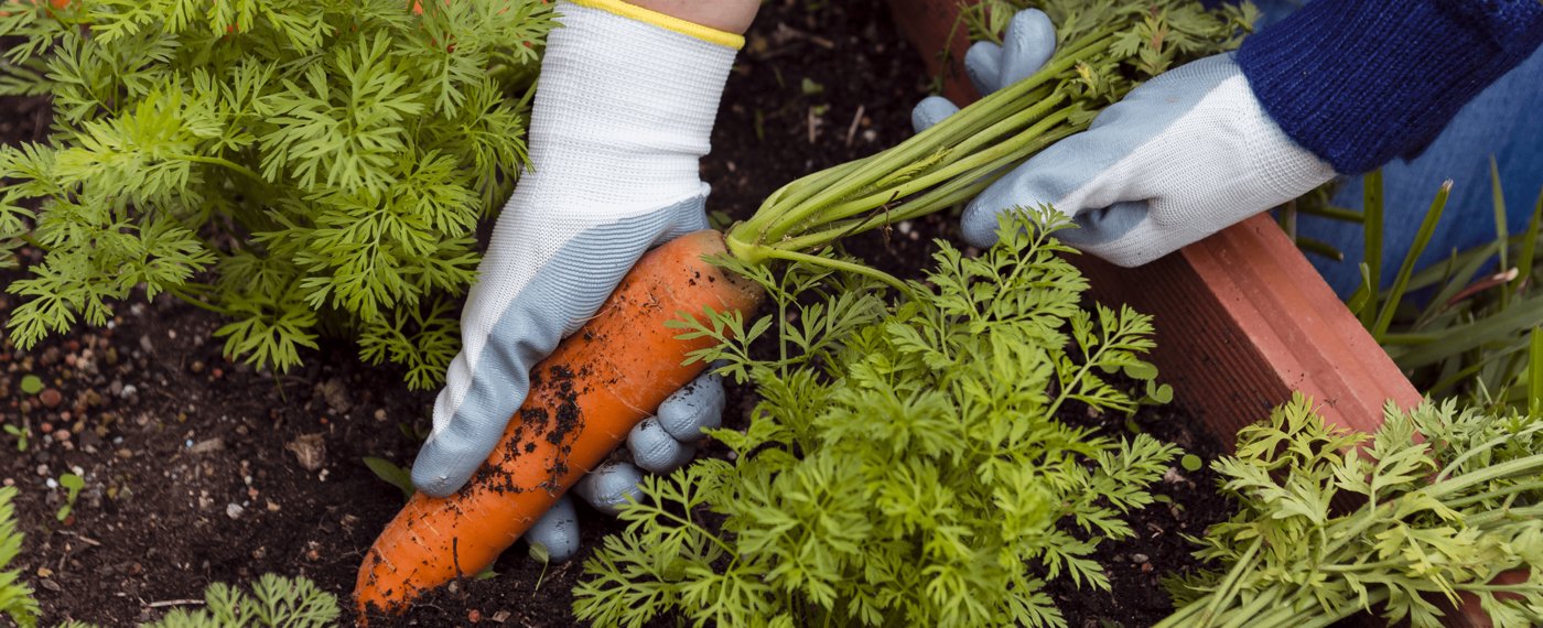 Fresh carrots harvested from compost-rich soil